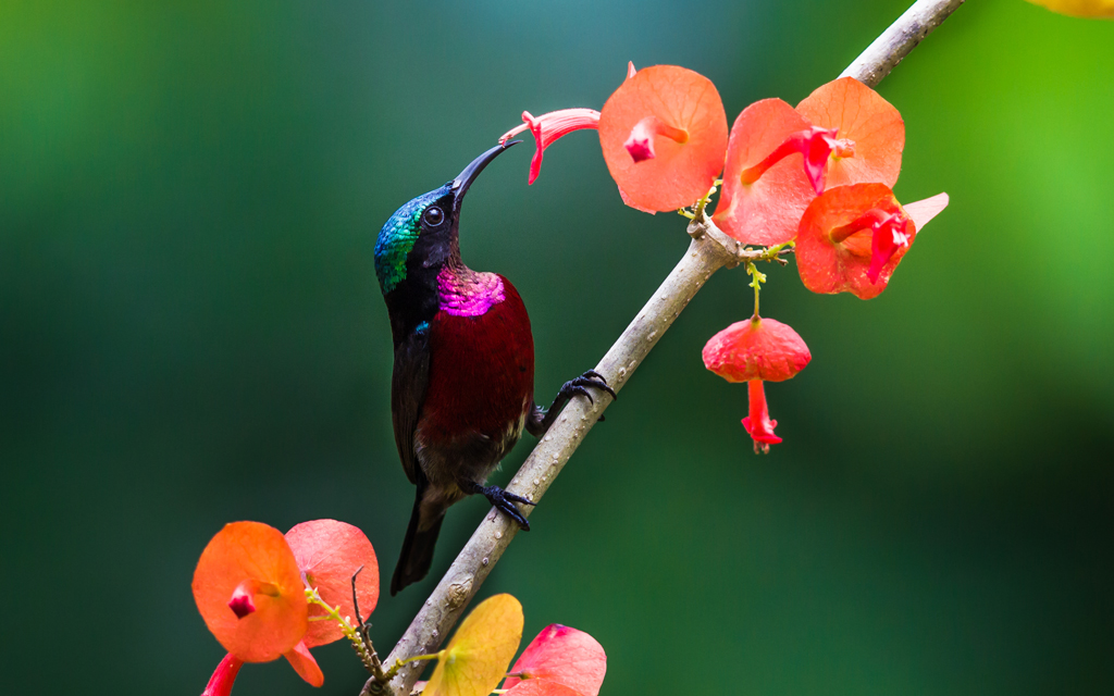 Maroon-bellied Sunbird